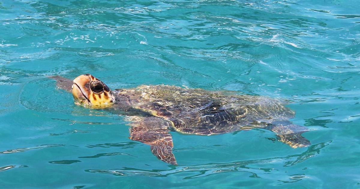 A loggerhead turtle swims near the surface in clear turquoise water.